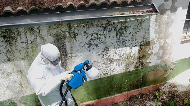 Top rated local Mold Testing specialists in Brooklyn, MD
